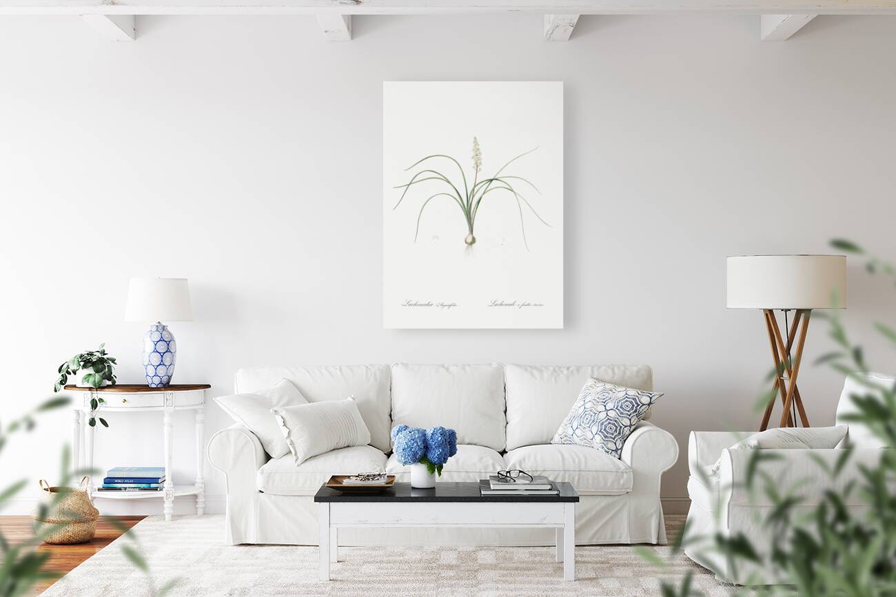 Lachenalia angustifolia illustration  Reproduction