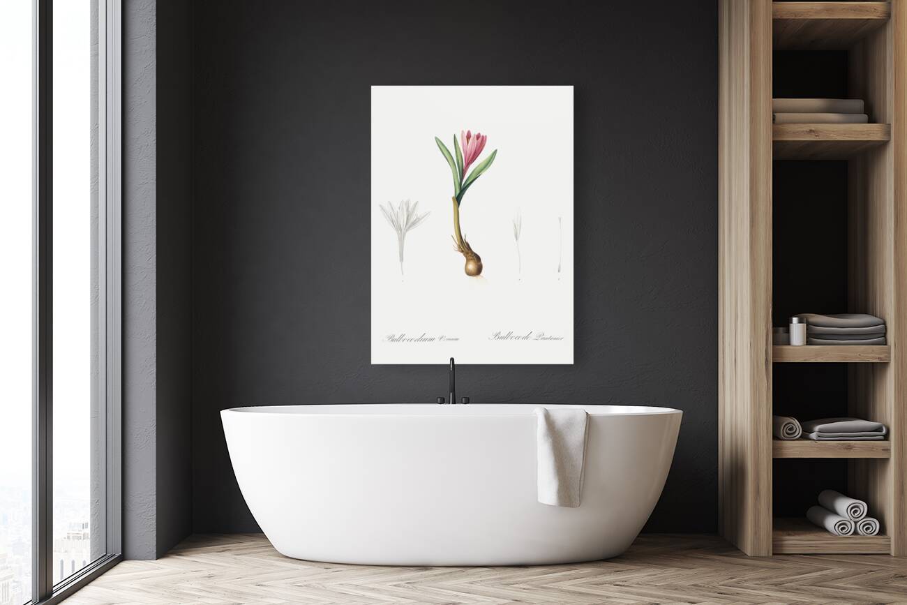 Spring meadow saffron illustration  Reproduction