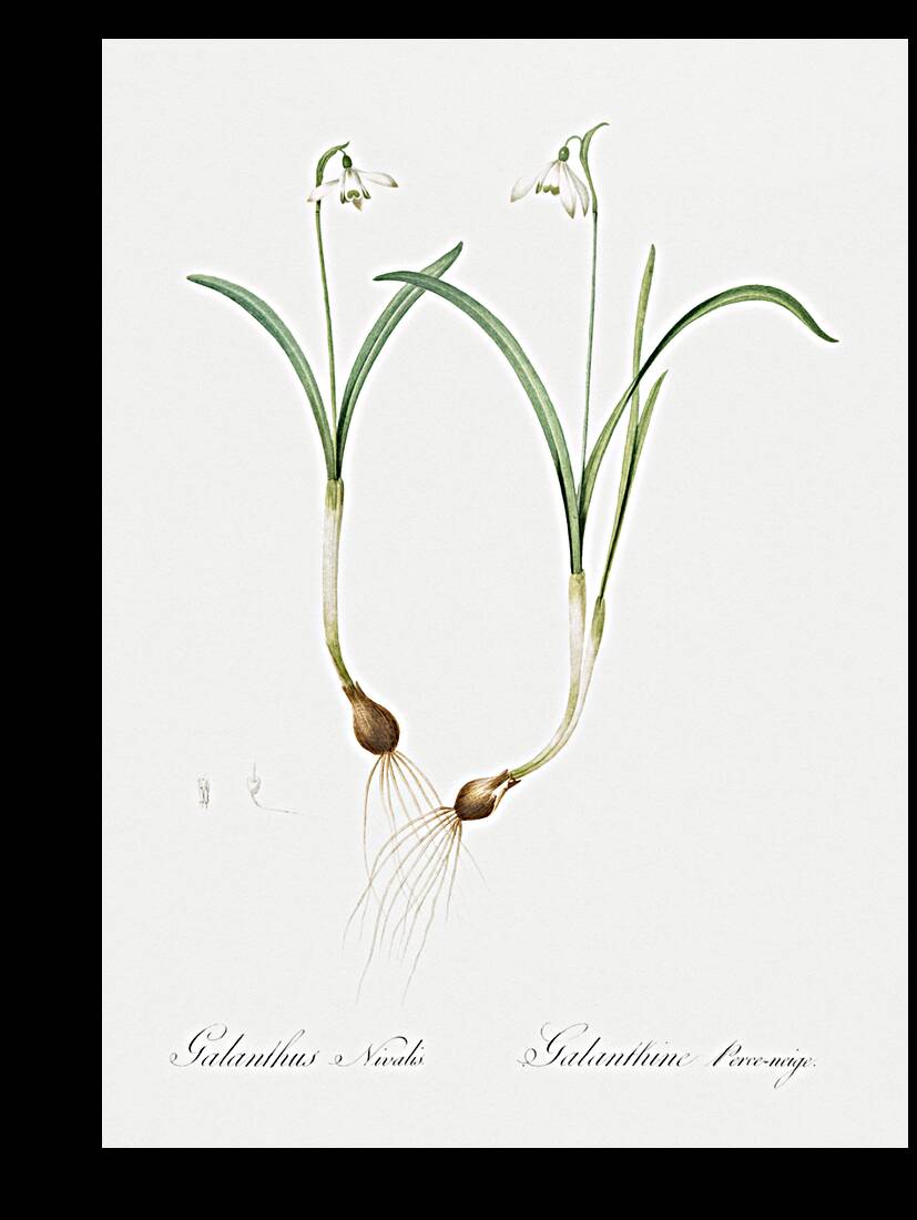 Snowdrop illustration  Reproduction