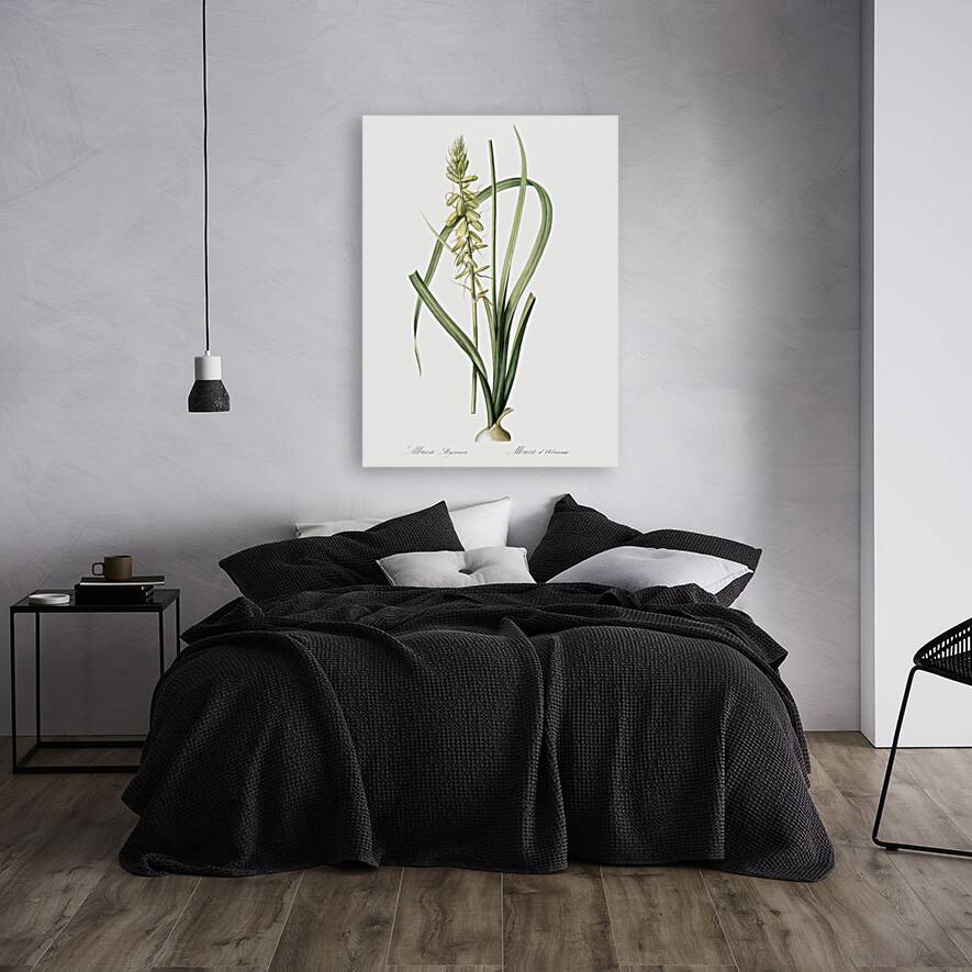 Koyosa illustration  Reproduction