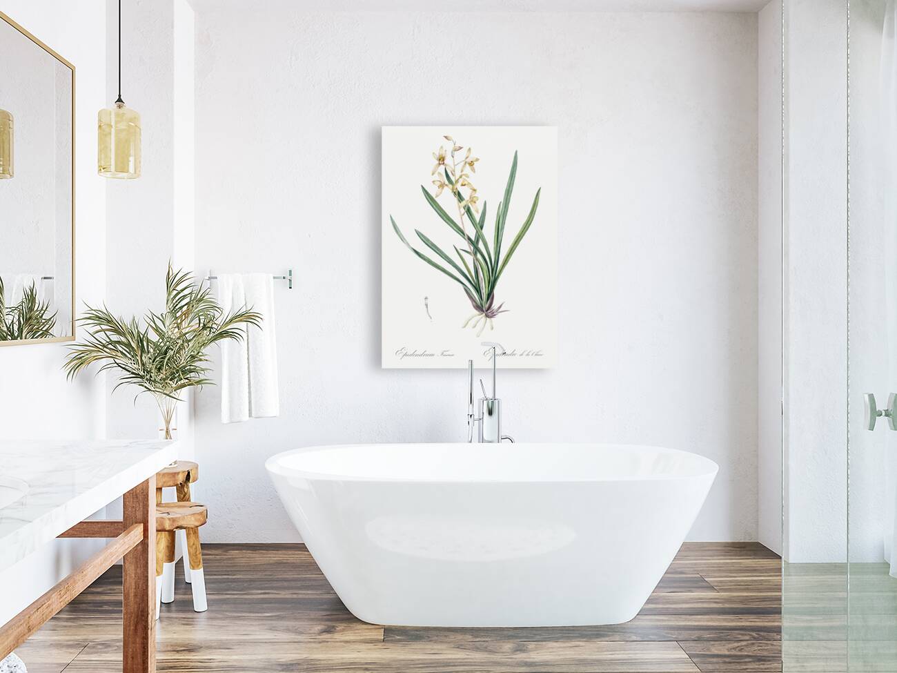 Epidendrum sinense illustration  Reproduction