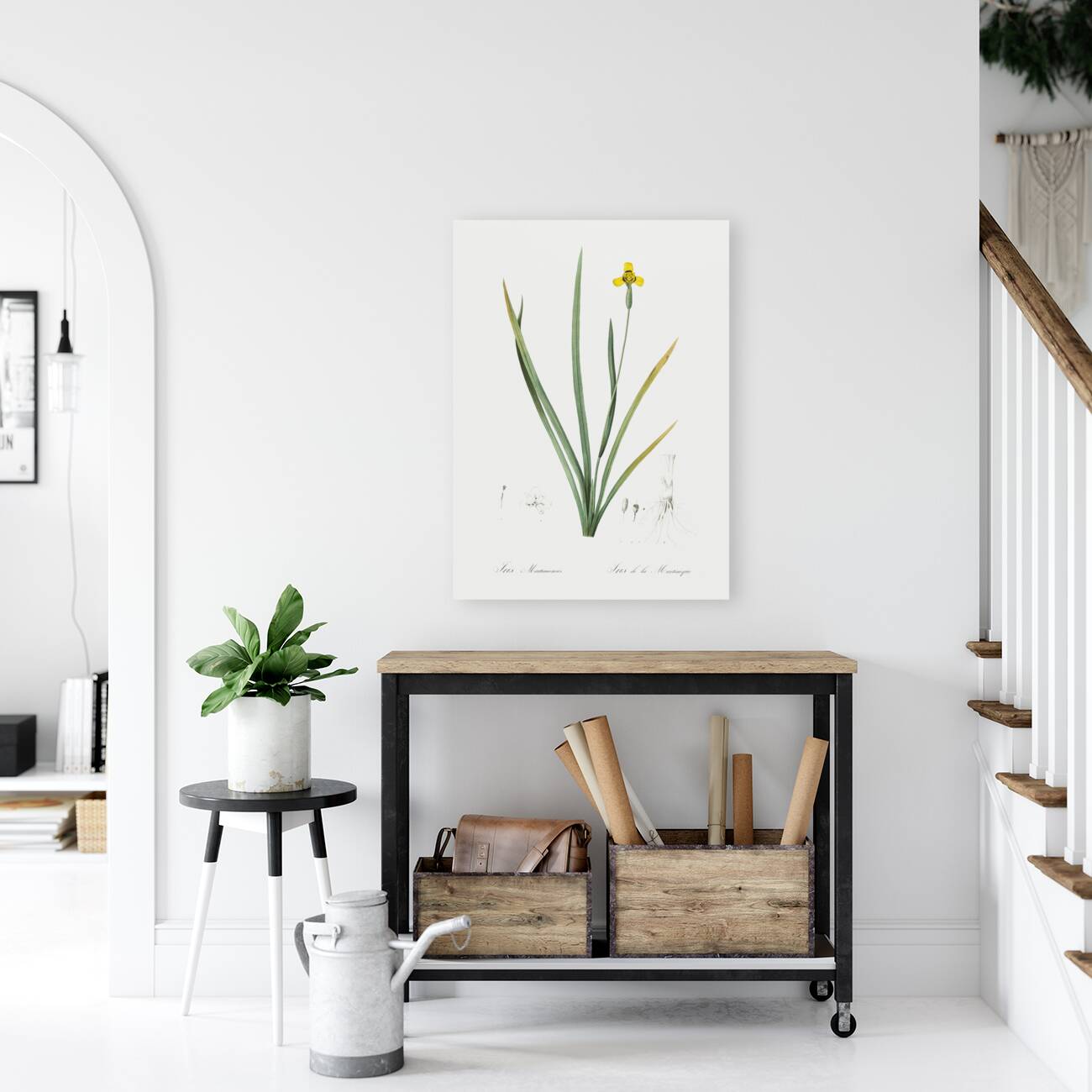 Iris martinicensis illustration  Reproduction