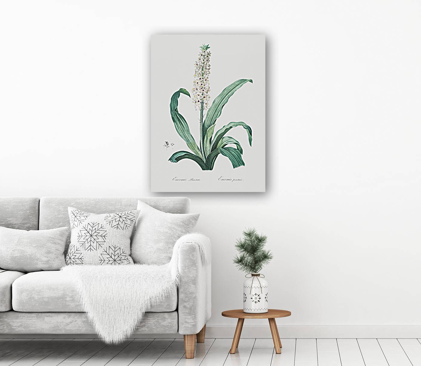 Eucomis punctata illustration  Reproduction