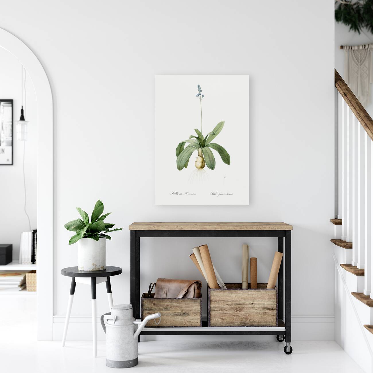 Scilla Lilio hyacinthus illustration  Reproduction