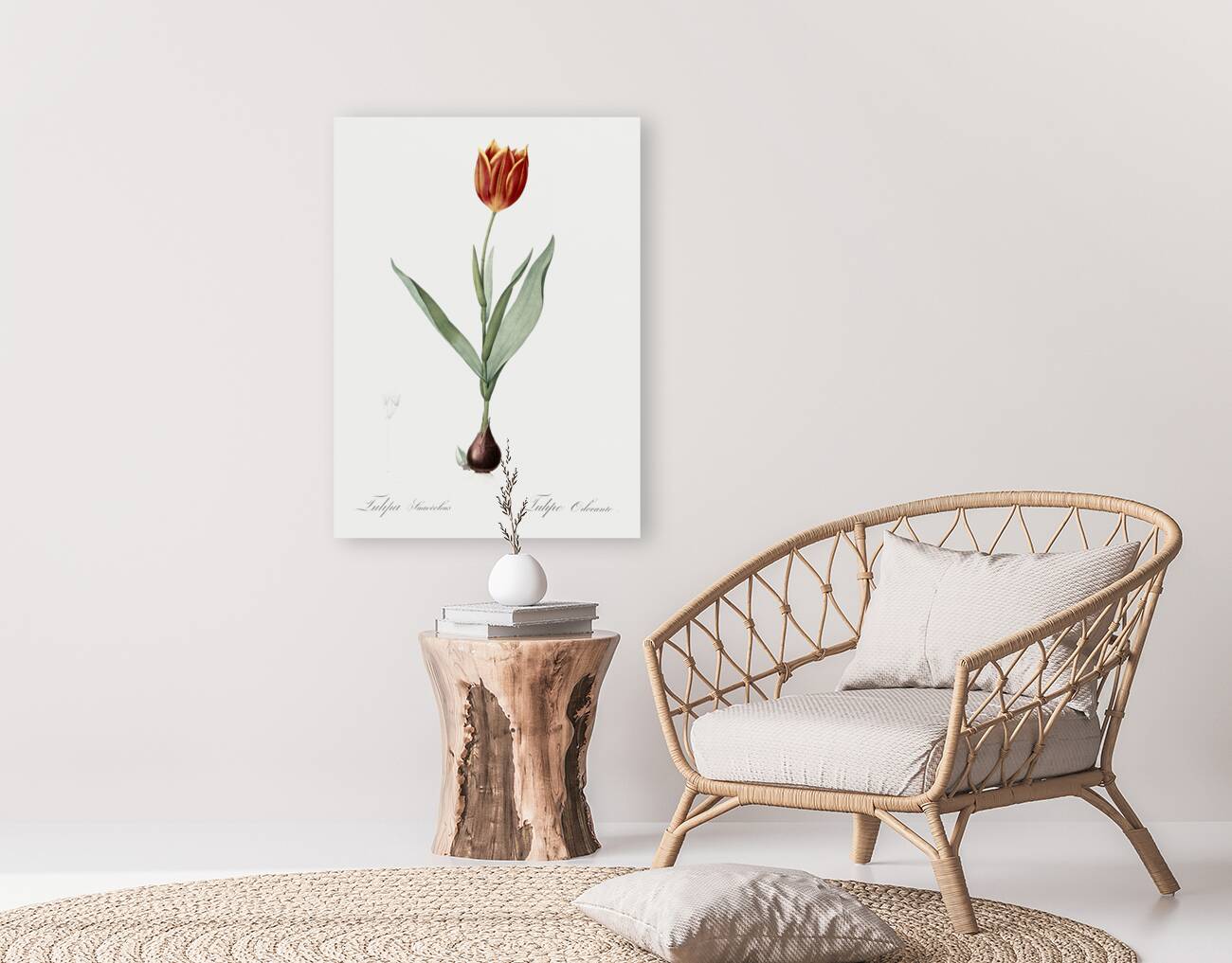 Tulip illustration  Reproduction
