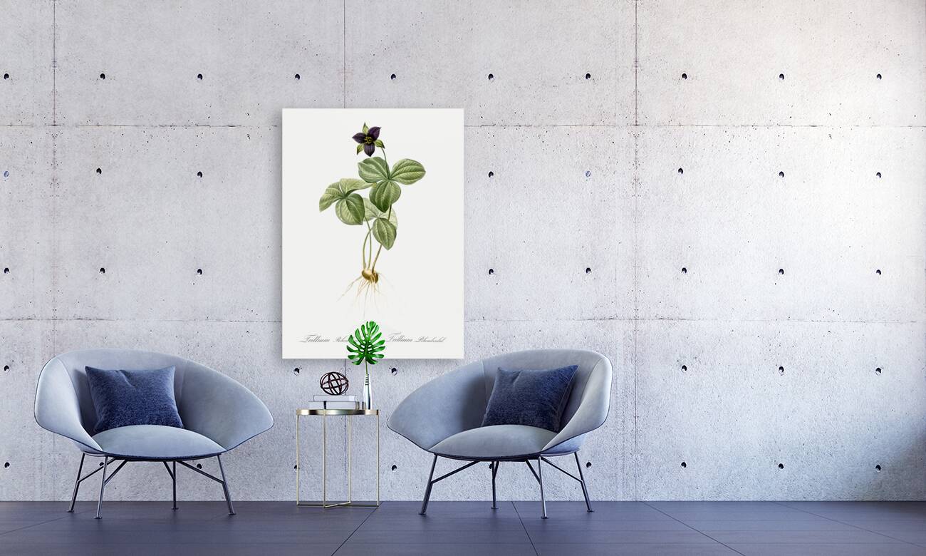 Trillium rhomboideum illustration  Reproduction