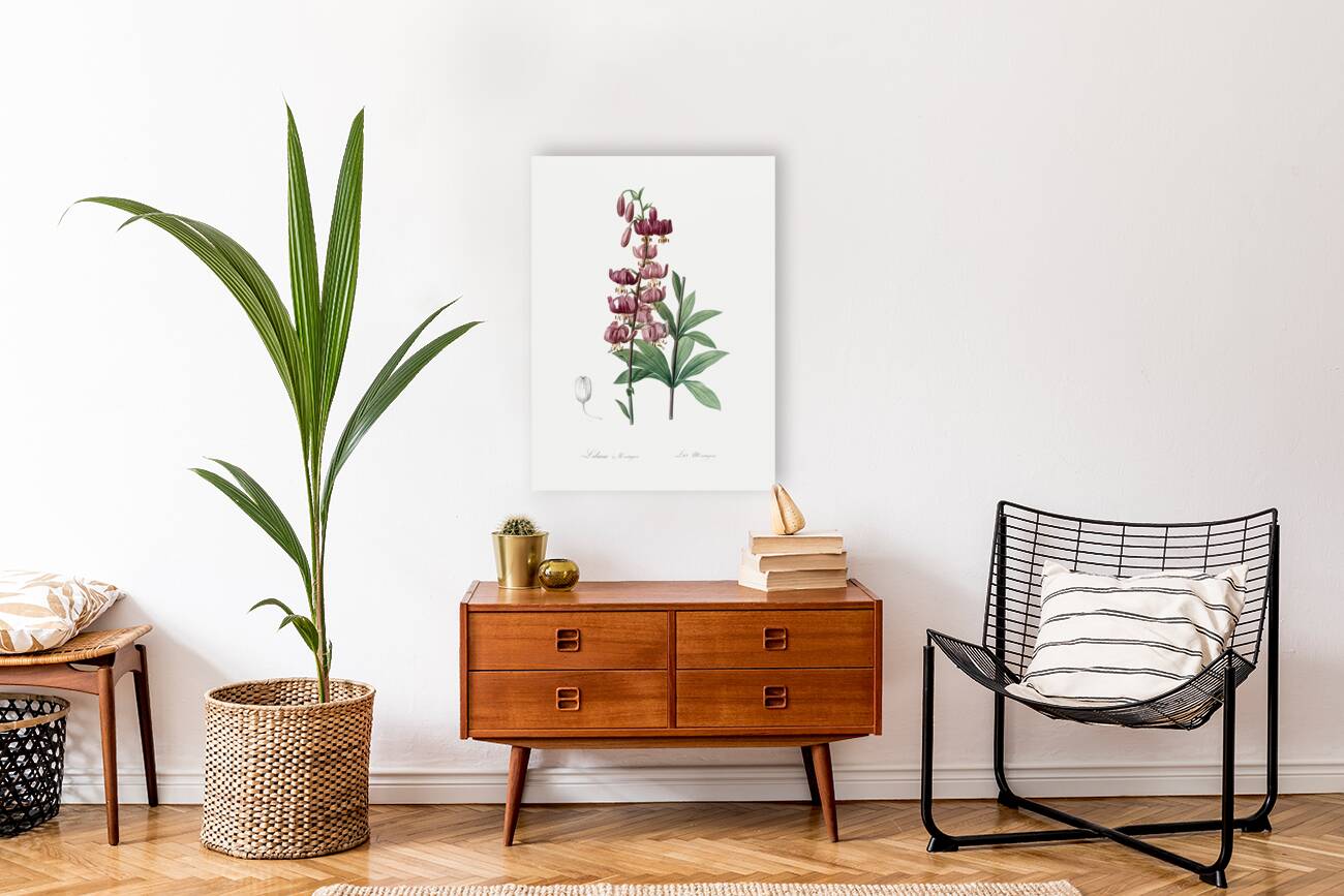 Lilium martagon illustration  Reproduction