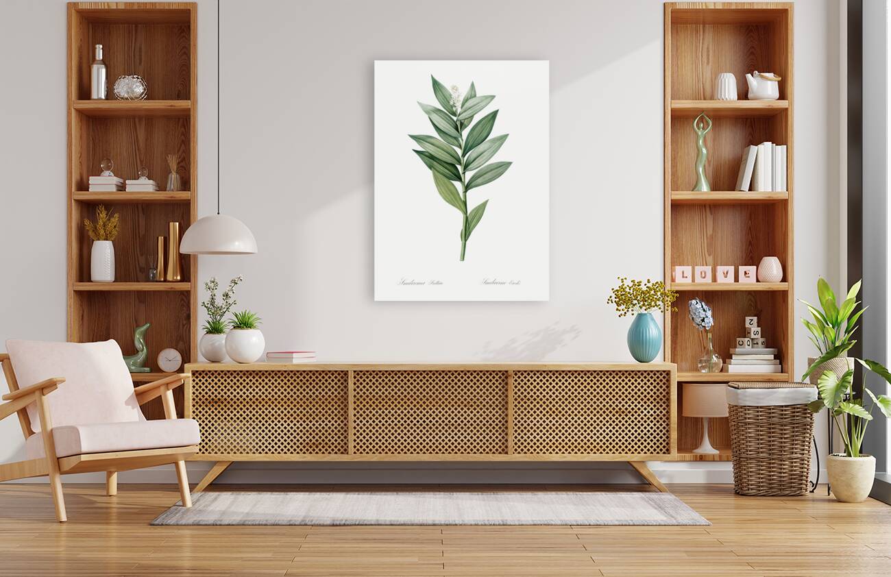 Smilacina stellata illustration  Reproduction