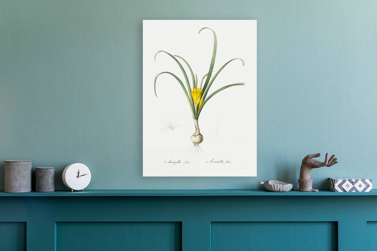 Narcissus poeticus illustration  Reproduction