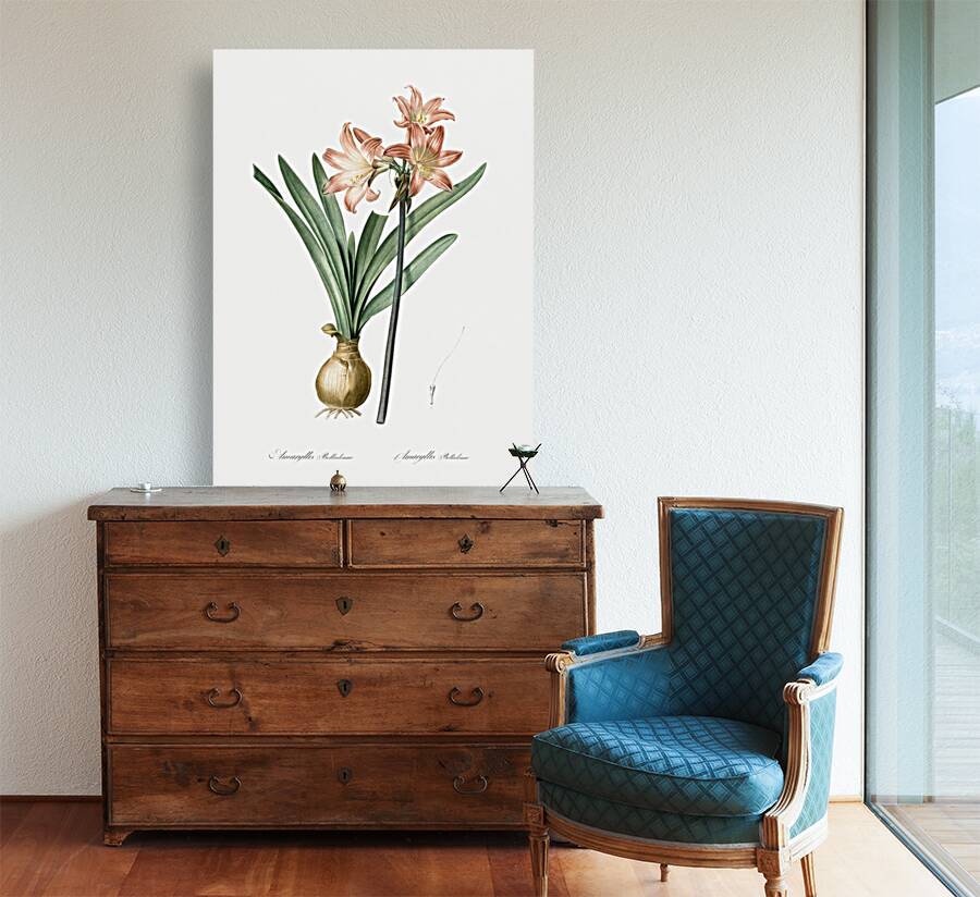 Amaryllis Belladonna illustration  Reproduction