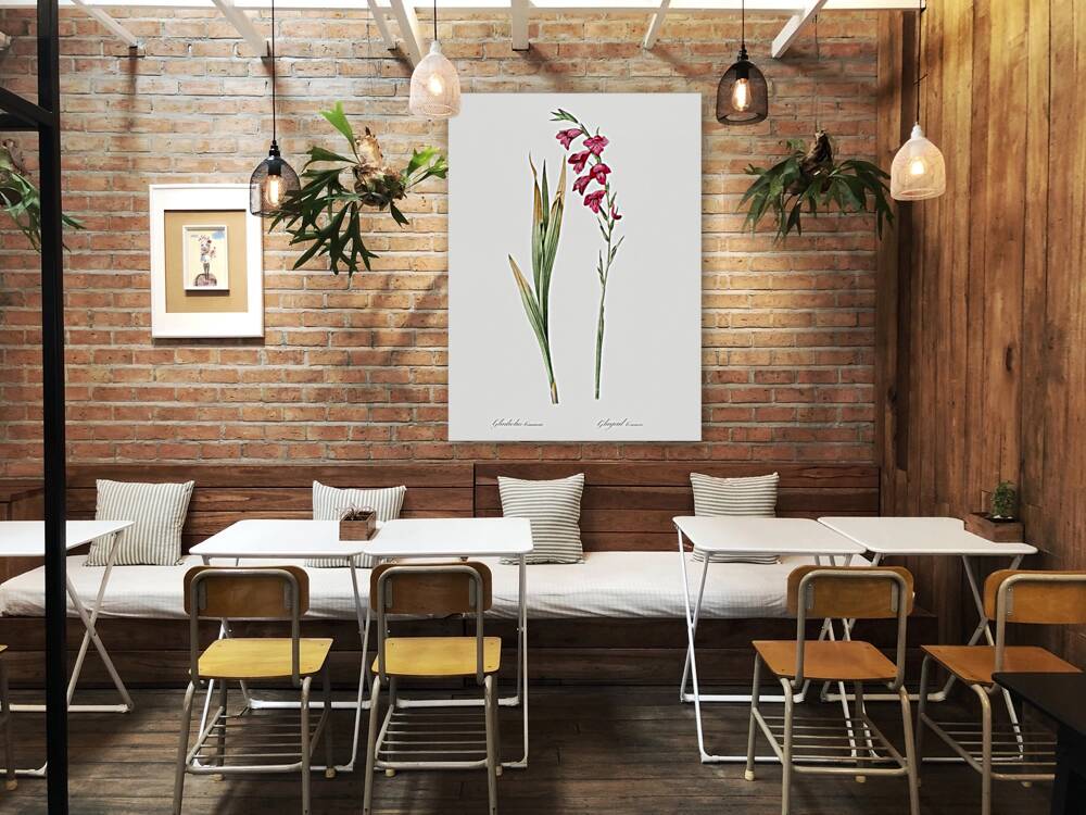 Eastern gladiolus illustration  Reproduction