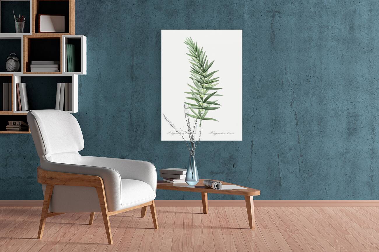 Whorled Solomon seal illustration  Reproduction