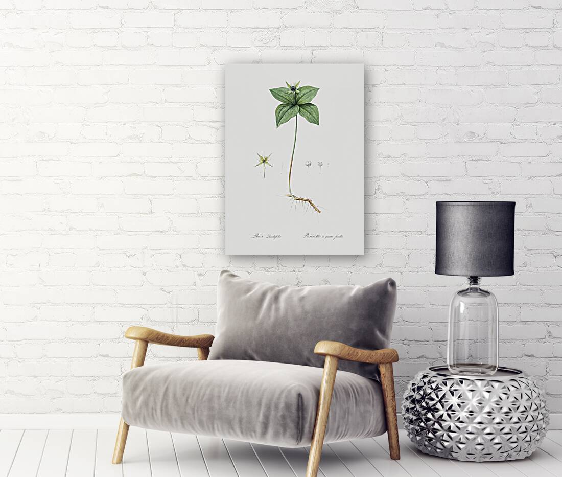 Herb paris illustration  Reproduction