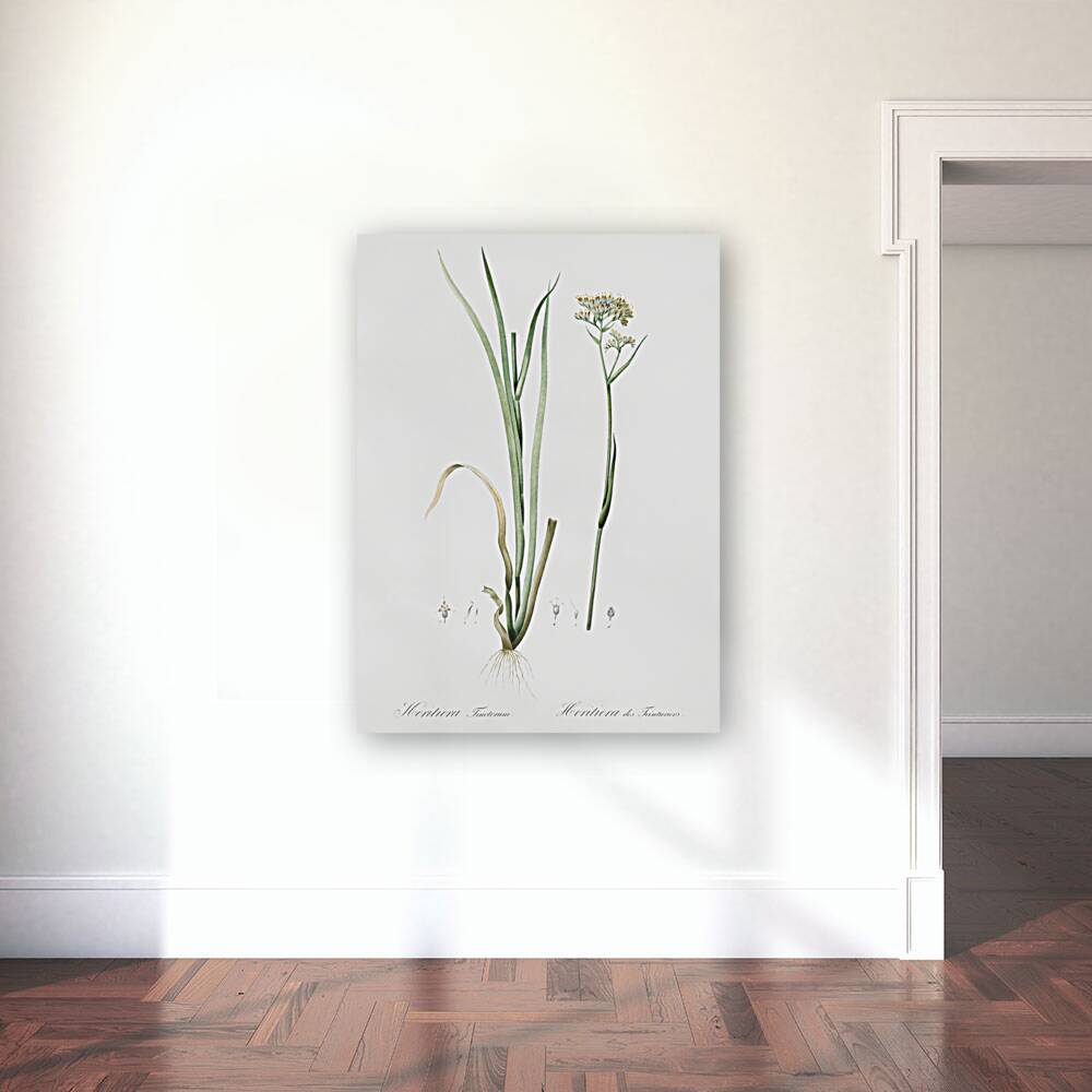 Carolina redroot illustration  Reproduction