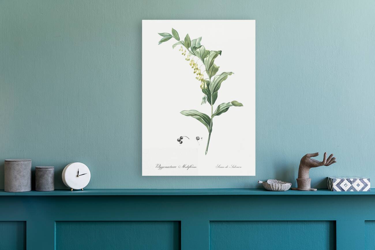 Solomon seal illustration  Reproduction