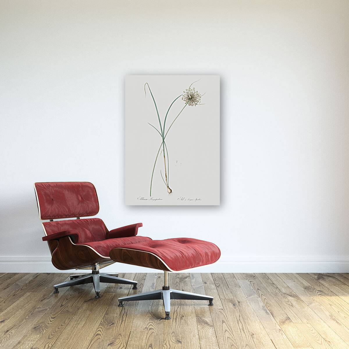 Pale garlic illustration  Reproduction