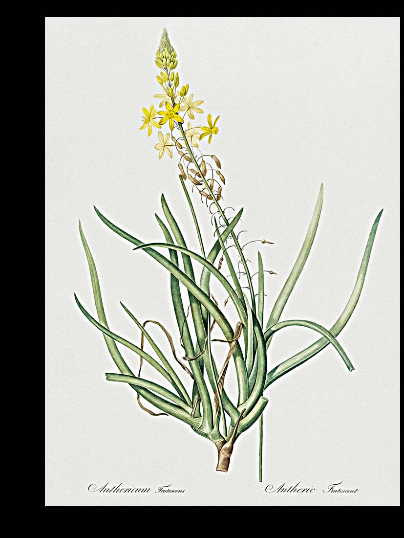Stalked bulbine illustration  Reproduction