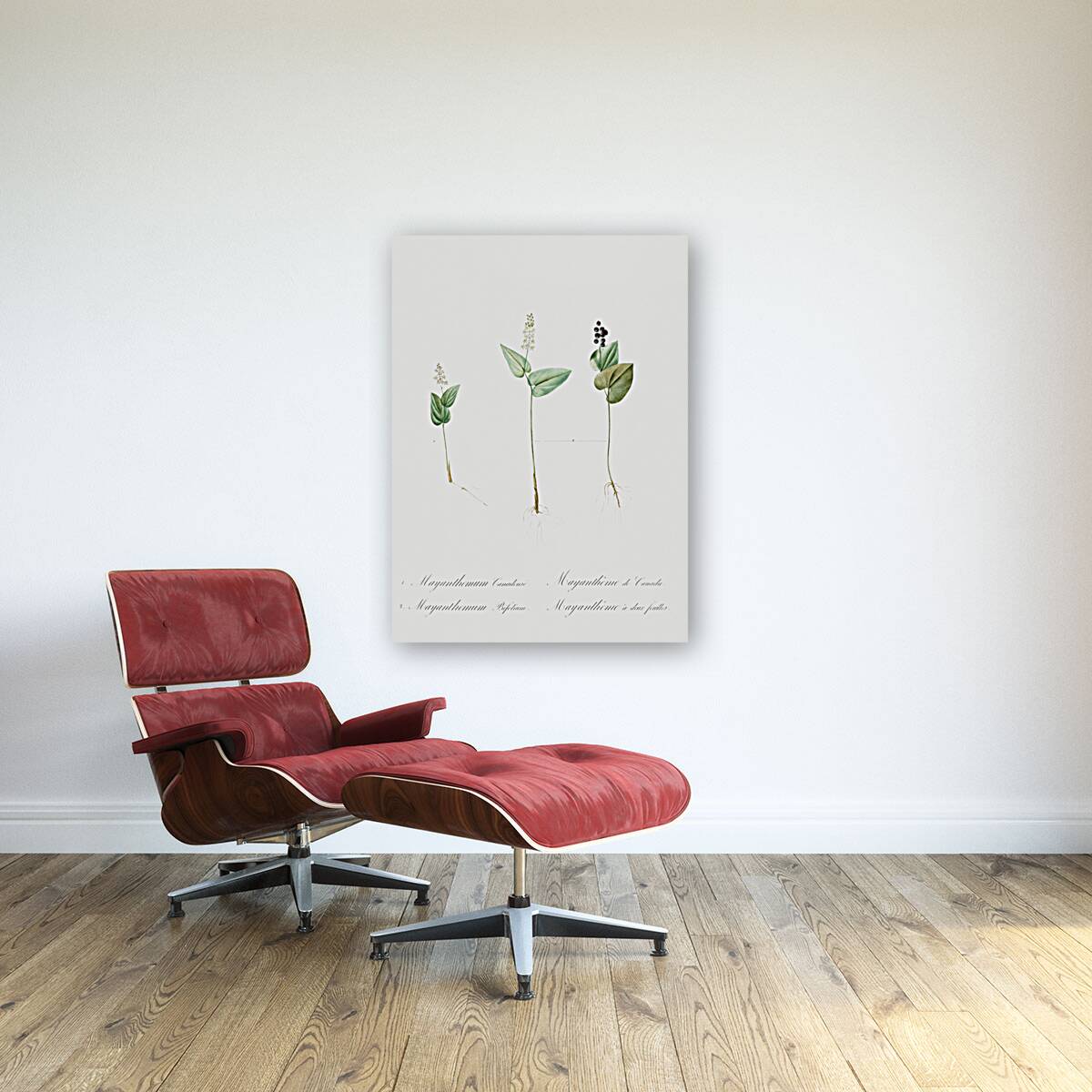 Mayanthemum illustration  Reproduction