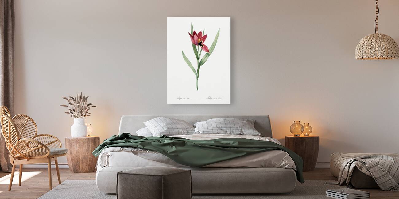 Tulipa oculus Colis illustration  Reproduction