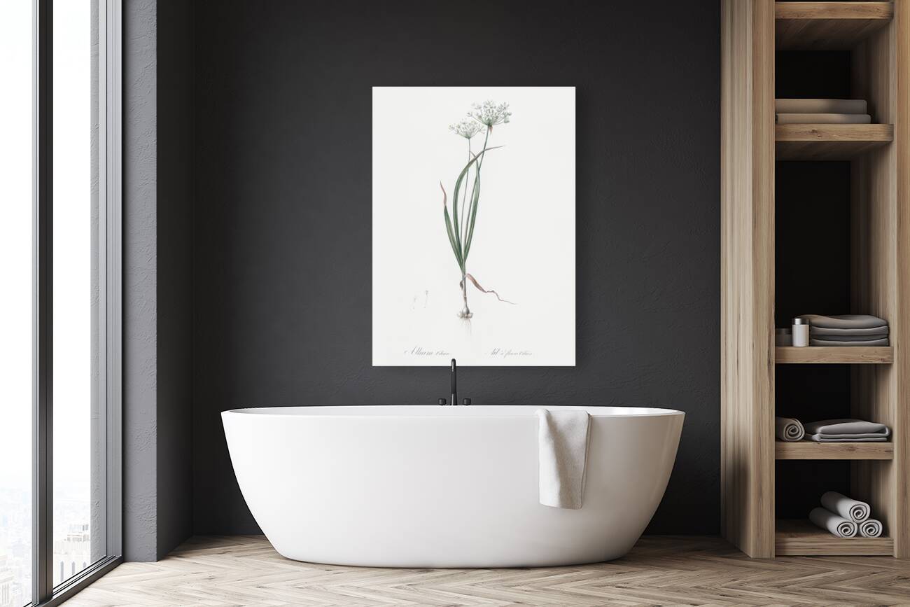 Hairy garlic illustration  Reproduction