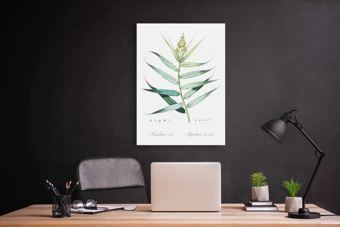 Bush cane illustration  Reproduction