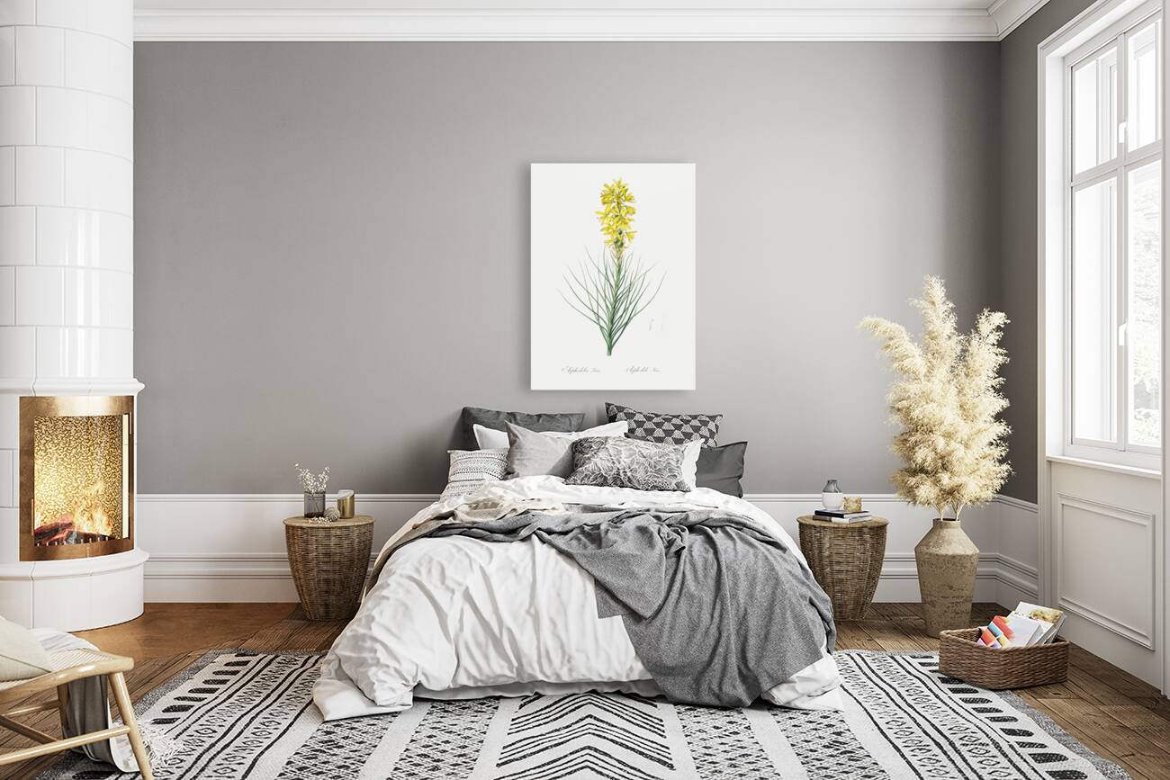 Yellow Asphodel illustration  Reproduction