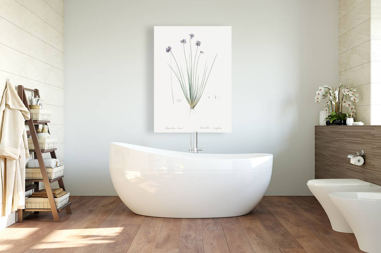 Vanilla lily illustration  Reproduction