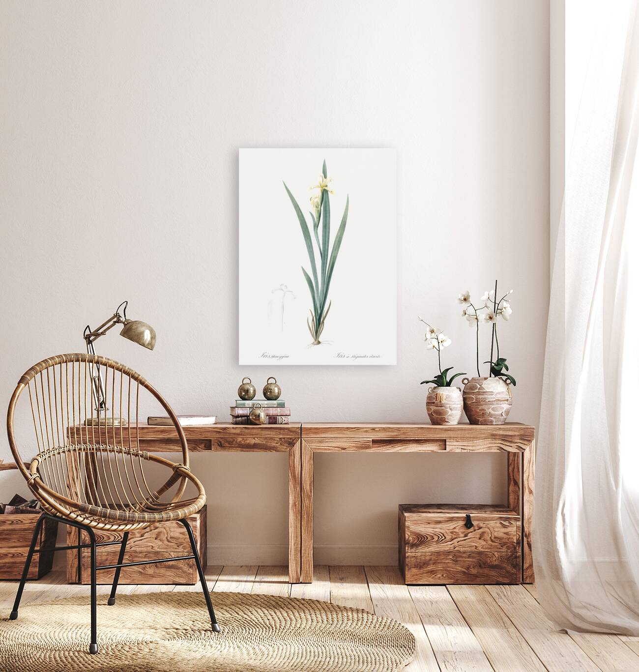 Yellow banded iris illustration  Reproduction