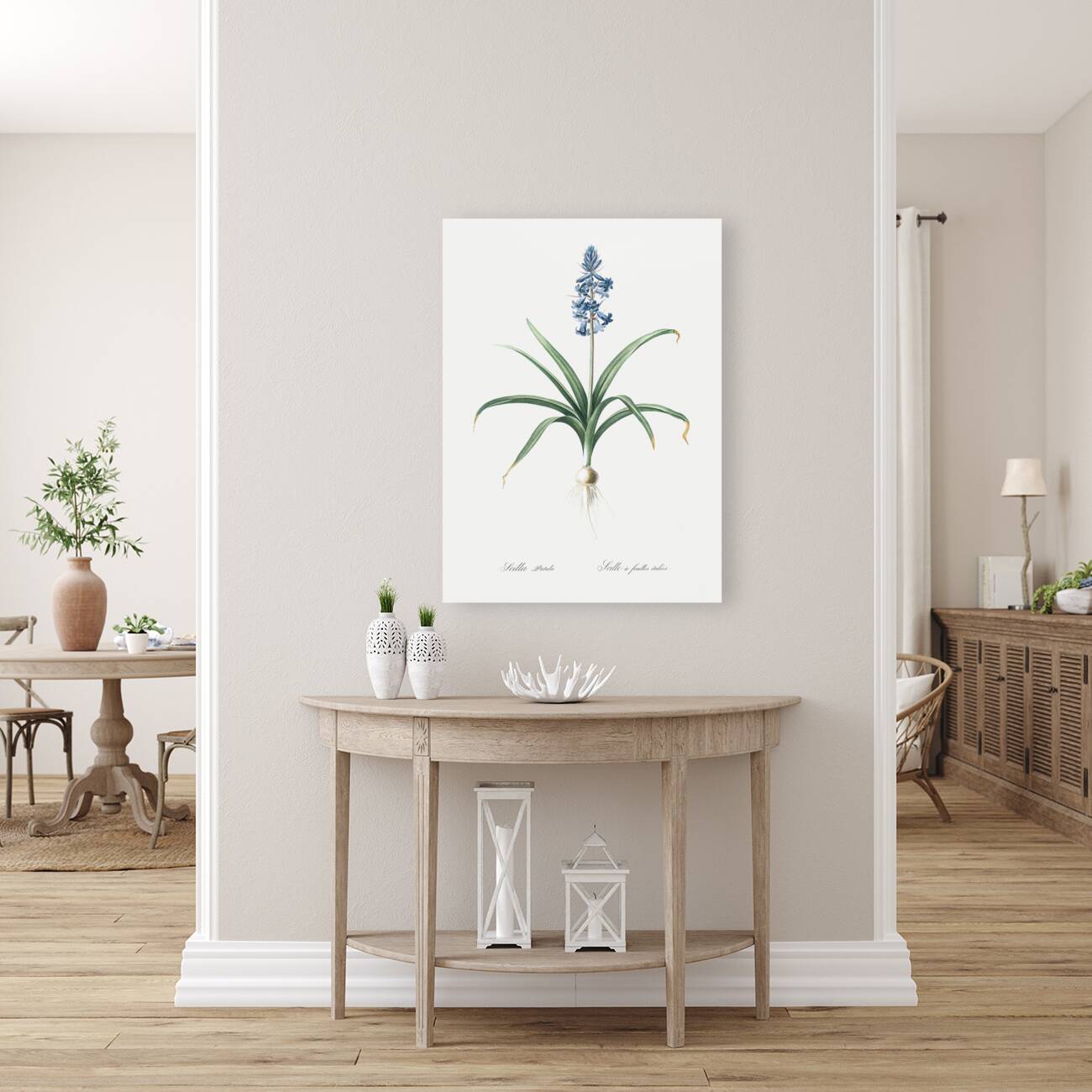 Scilla patula illustration  Reproduction