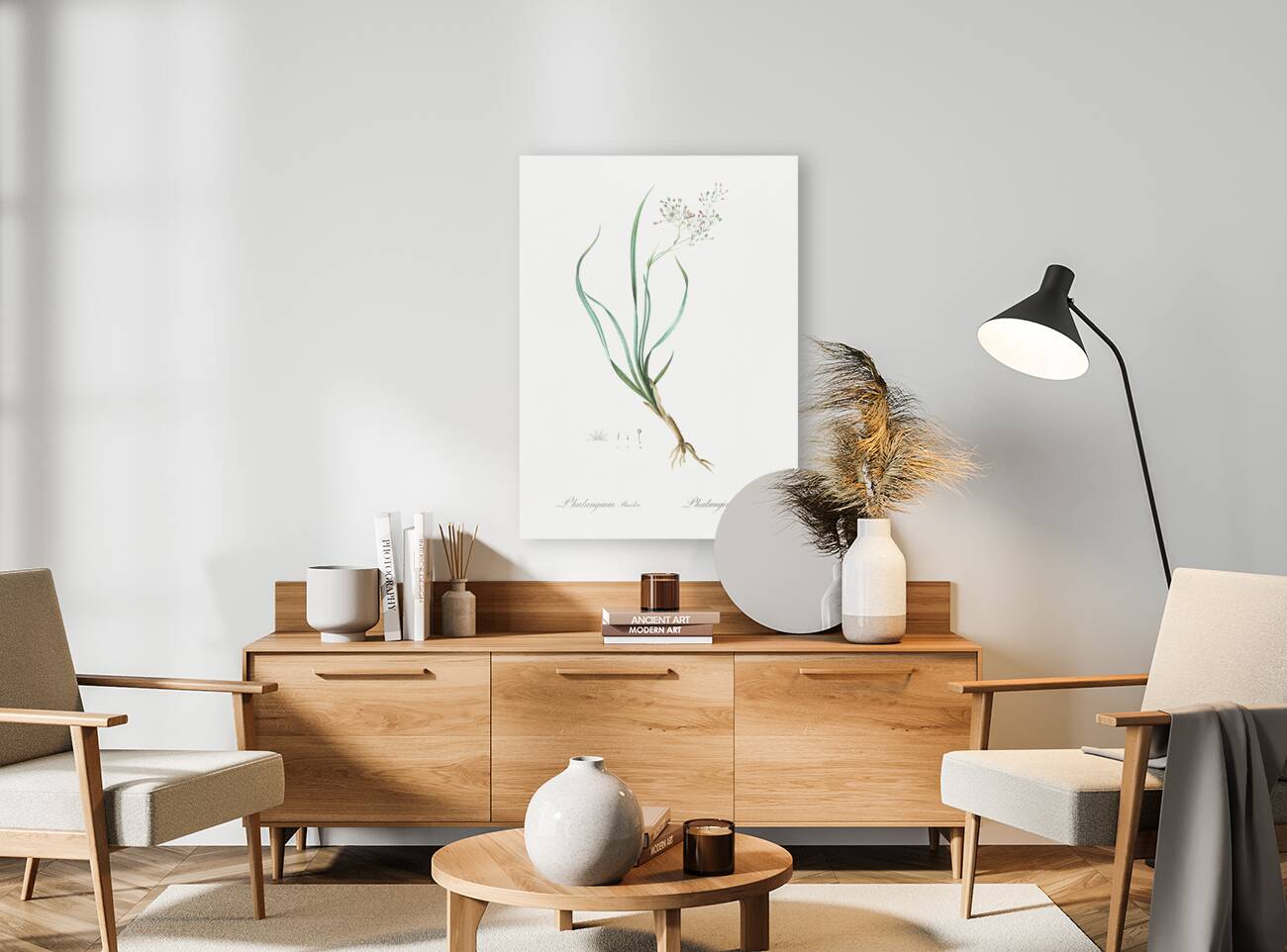 Phalangium bicolor illustration  Reproduction