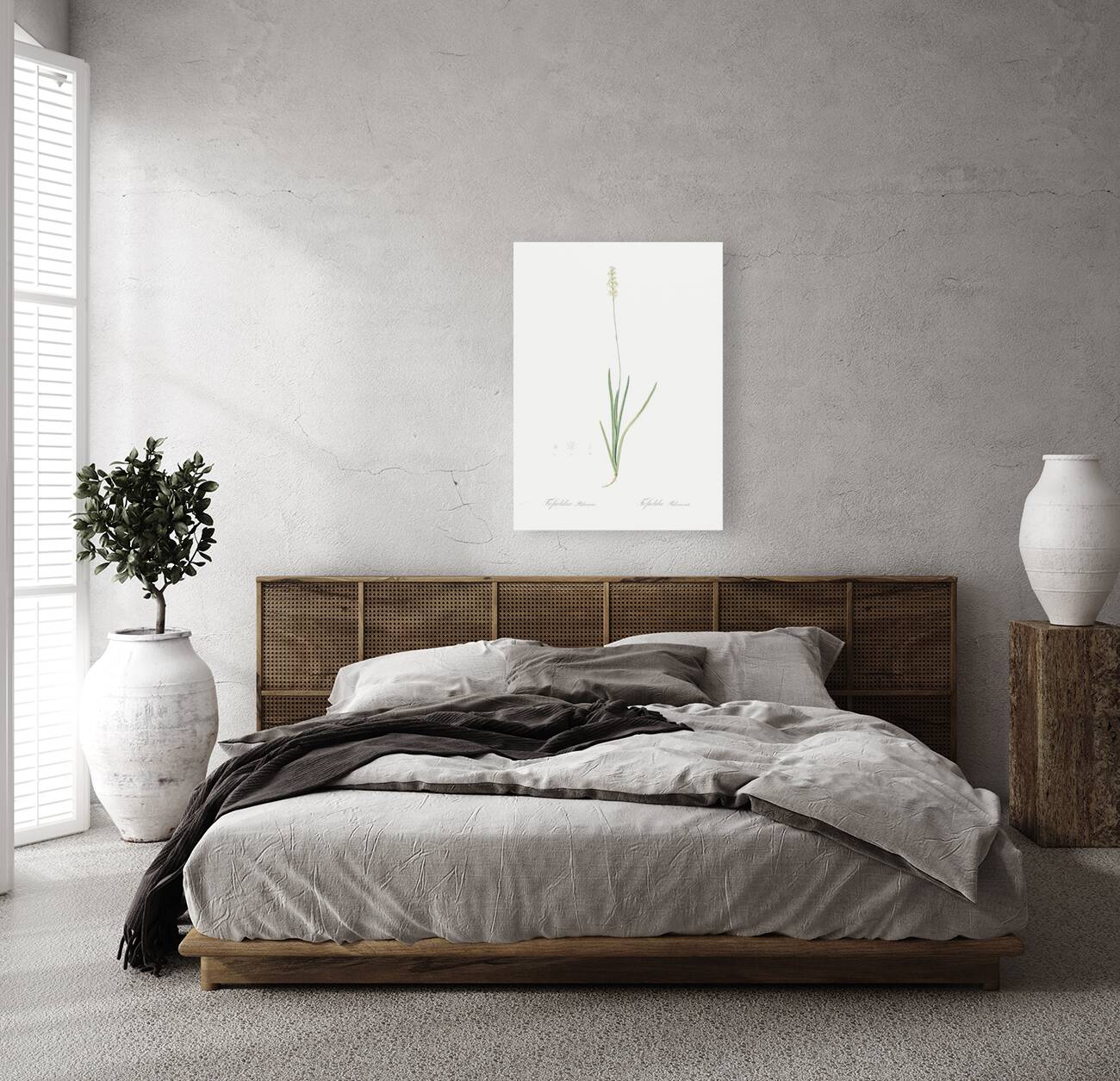 Tofield asphodel illustration  Reproduction