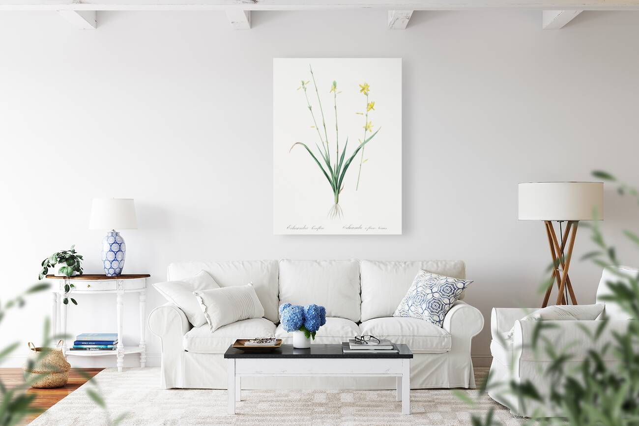 Torrey craglily illustration  Reproduction