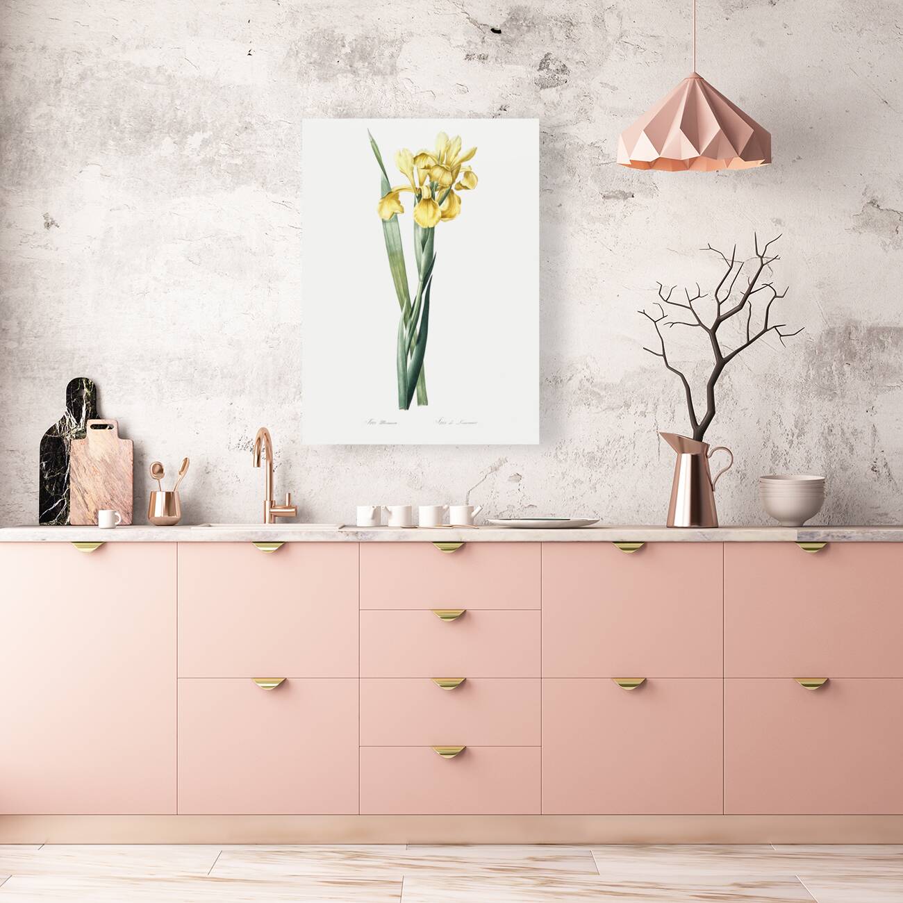 Iris Monnieri illustration  Reproduction