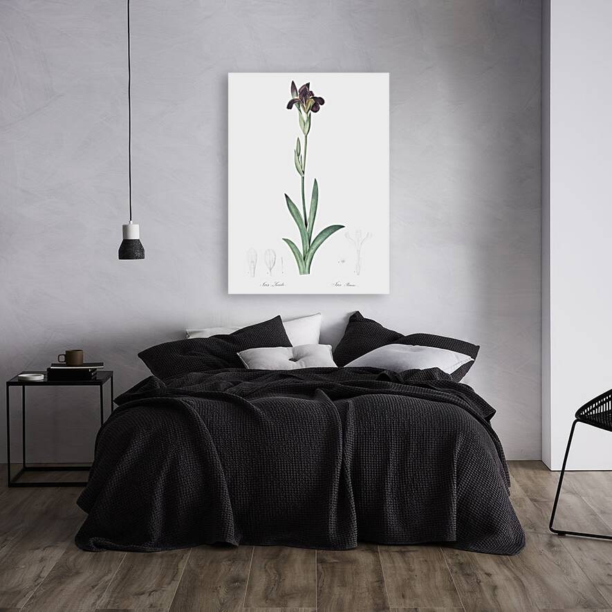 Dingy flag iris illustration  Reproduction