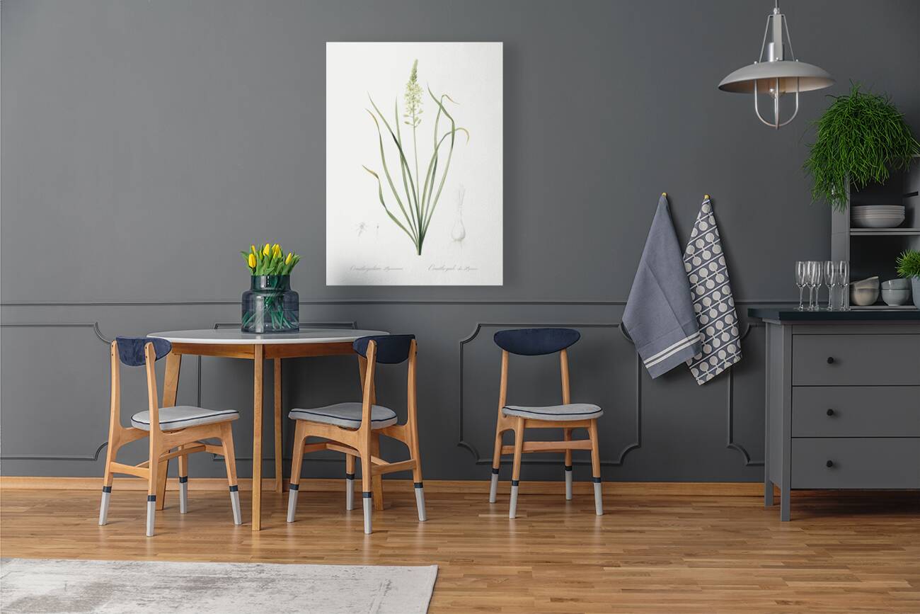 Wild asparagus illustration  Reproduction