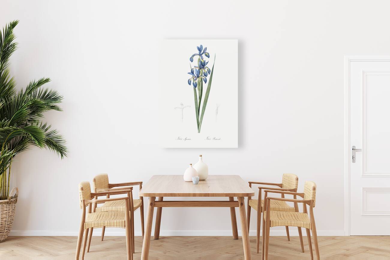 Blue iris illustration  Reproduction