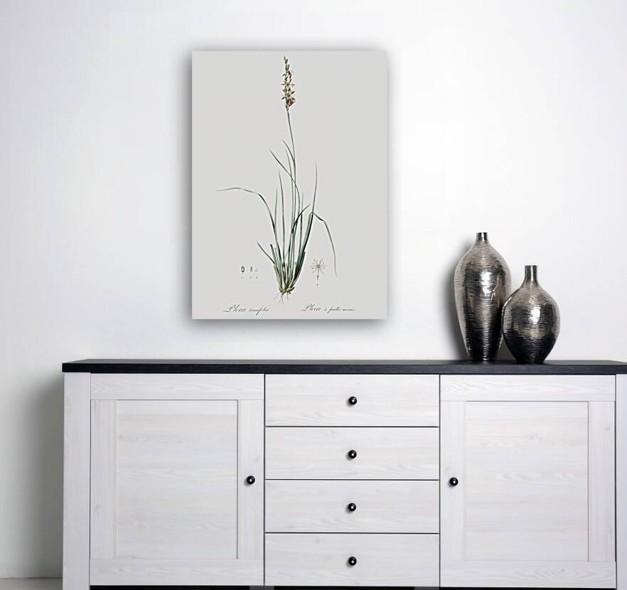 Rush featherling illustration  Reproduction