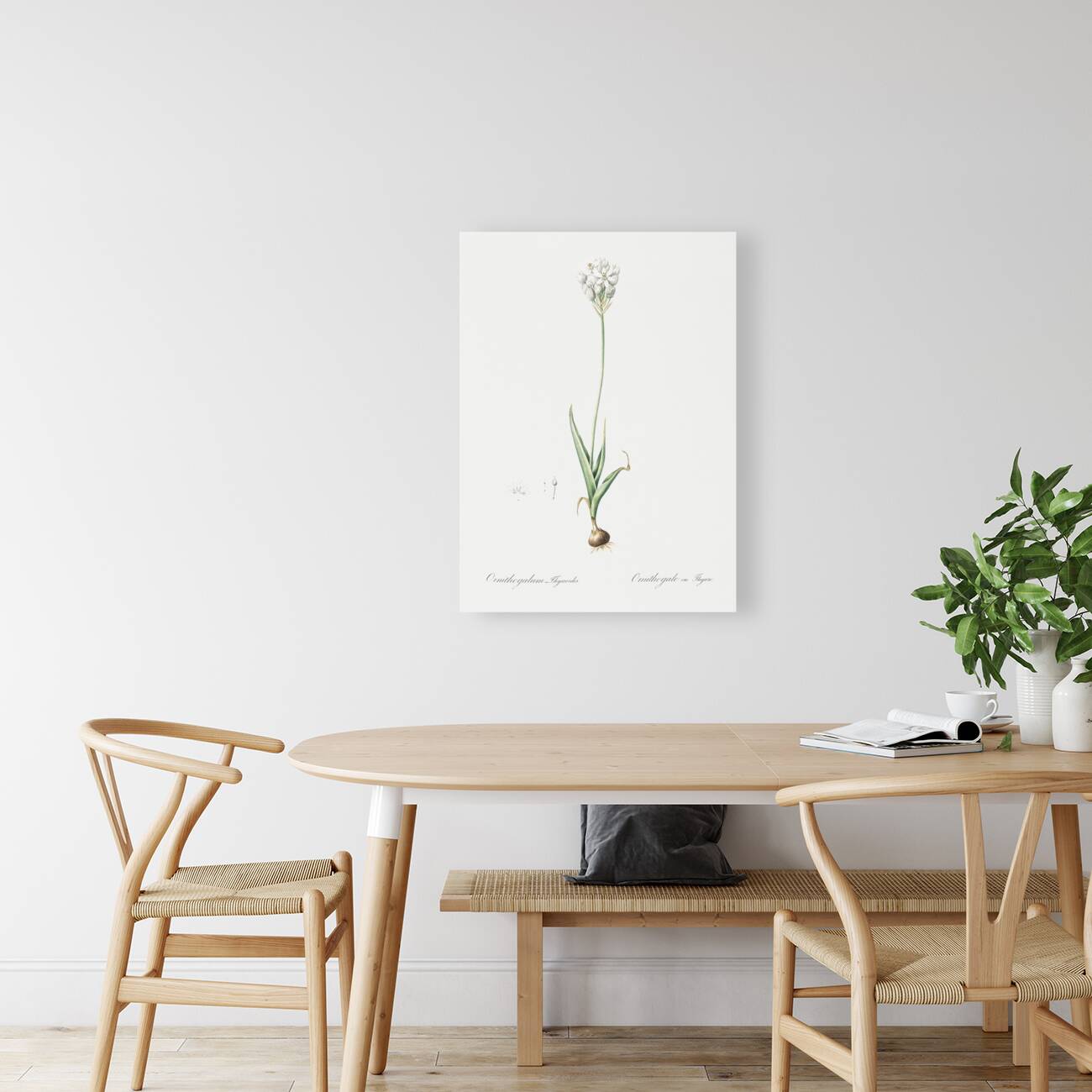 Chincherinchee illustration  Reproduction