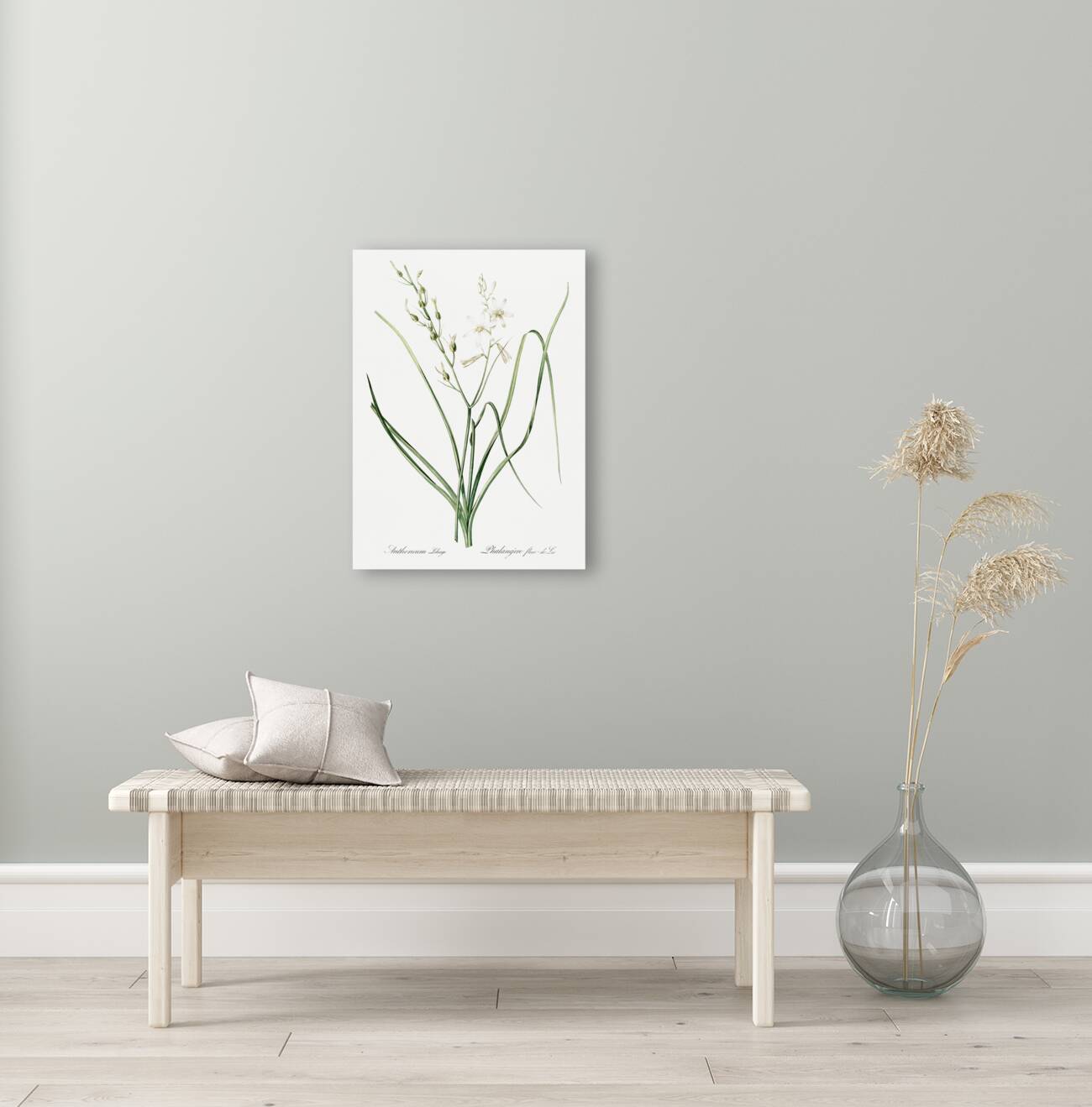 St Bernard lily illustration  Reproduction