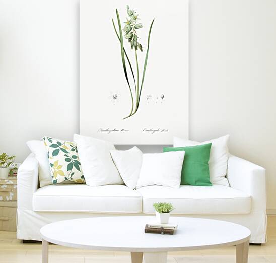 St Bernard lily illustration  Reproduction