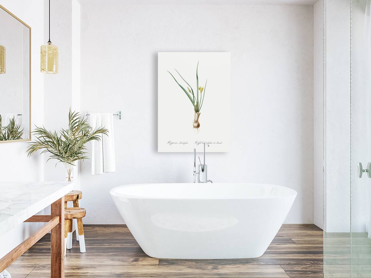 Weevil-wort illustration  Reproduction