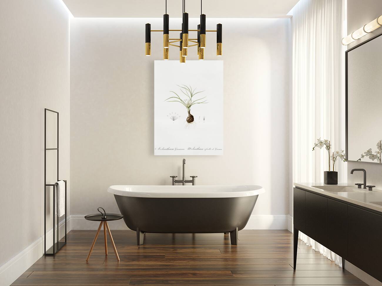 Melanthium gramineum illustration  Reproduction