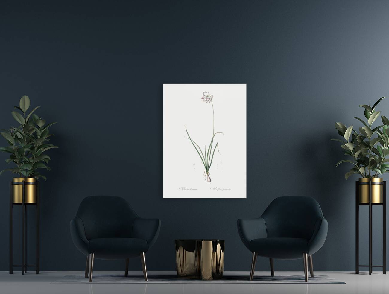 Nodding onion illustration  Reproduction