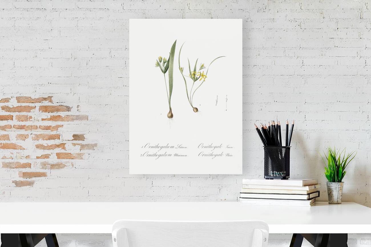 1. Yellow star-of-bethlehem 2. Small star-of-bethlehem illustration  Reproduction