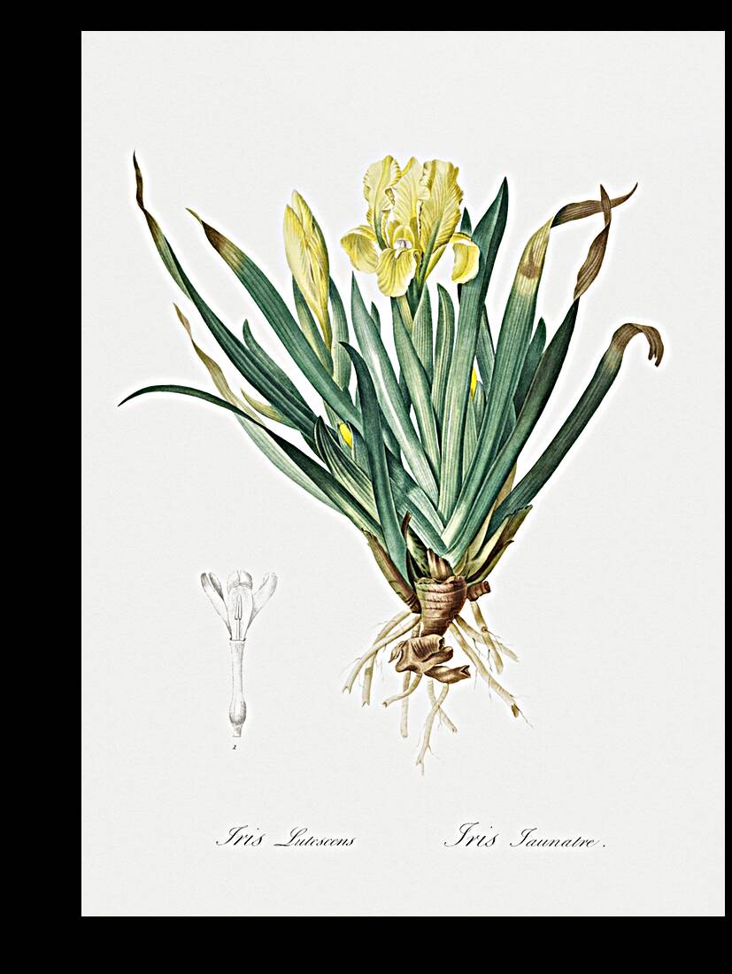 Crimean iris illustration  Reproduction