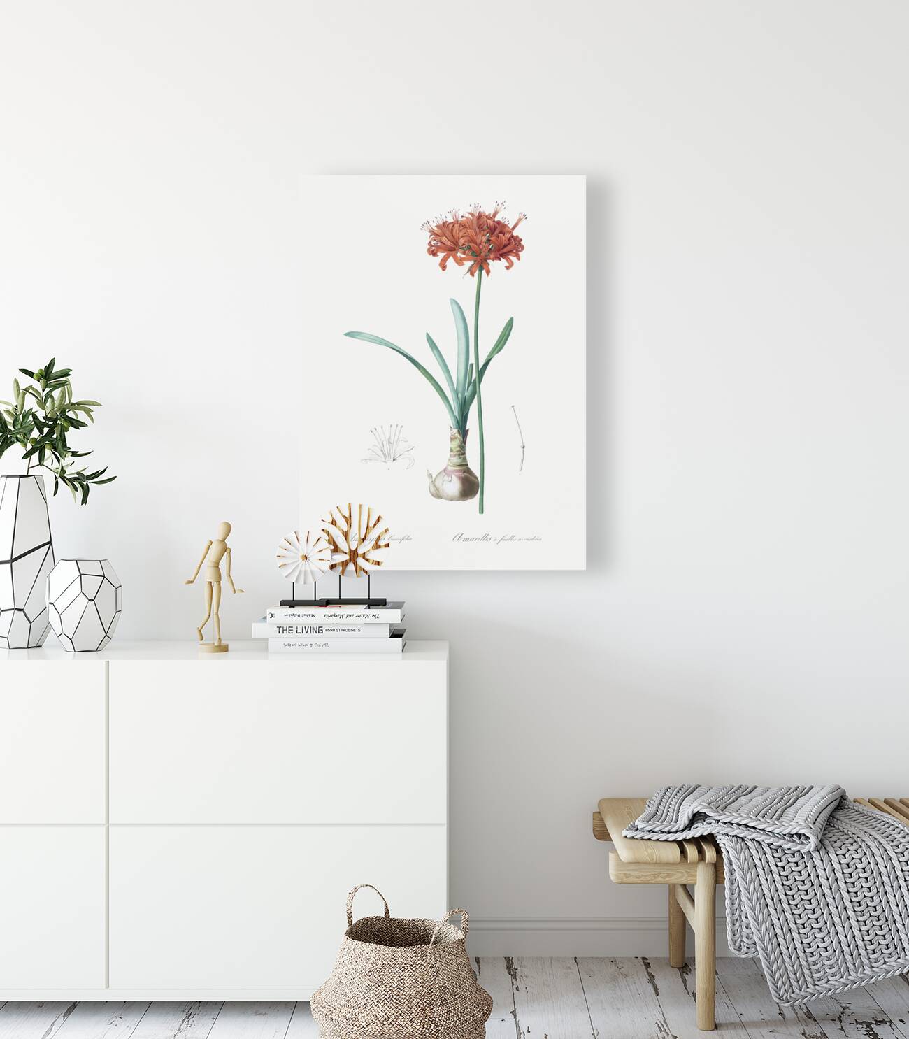 Guernsey lily illustration  Reproduction