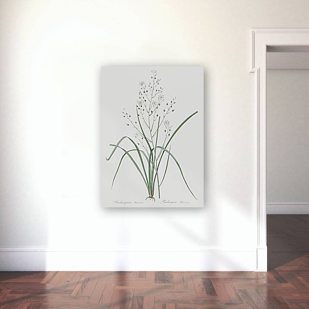 Branched St Bernard & lily illustration  Reproduction