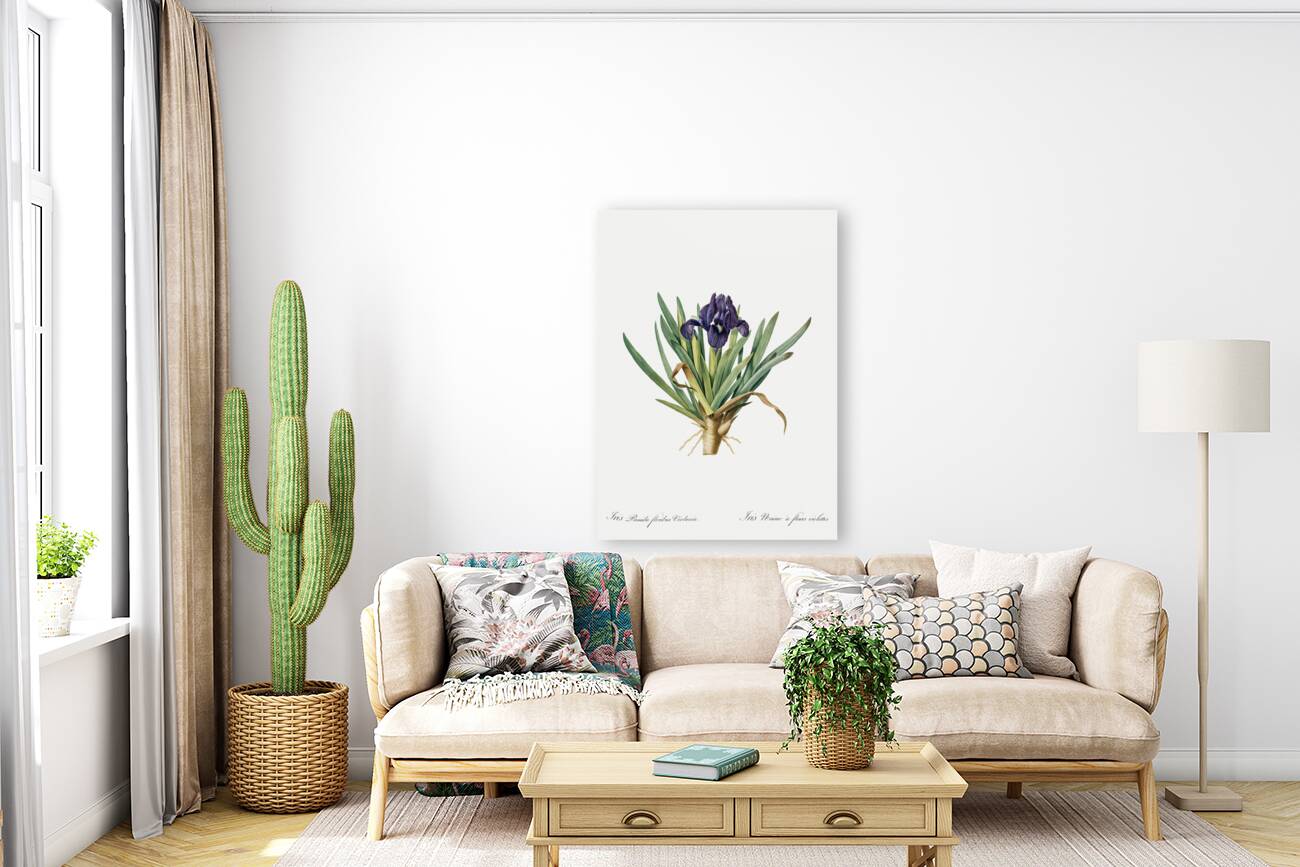 Pygmy iris illustration  Reproduction