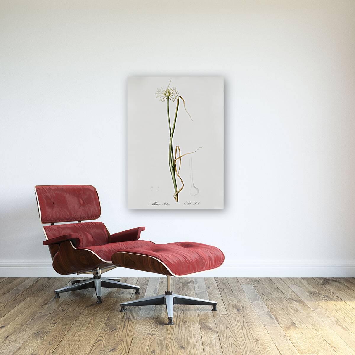 Wild onion illustration  Reproduction