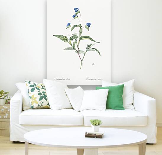 Blue spiderwort illustration  Reproduction